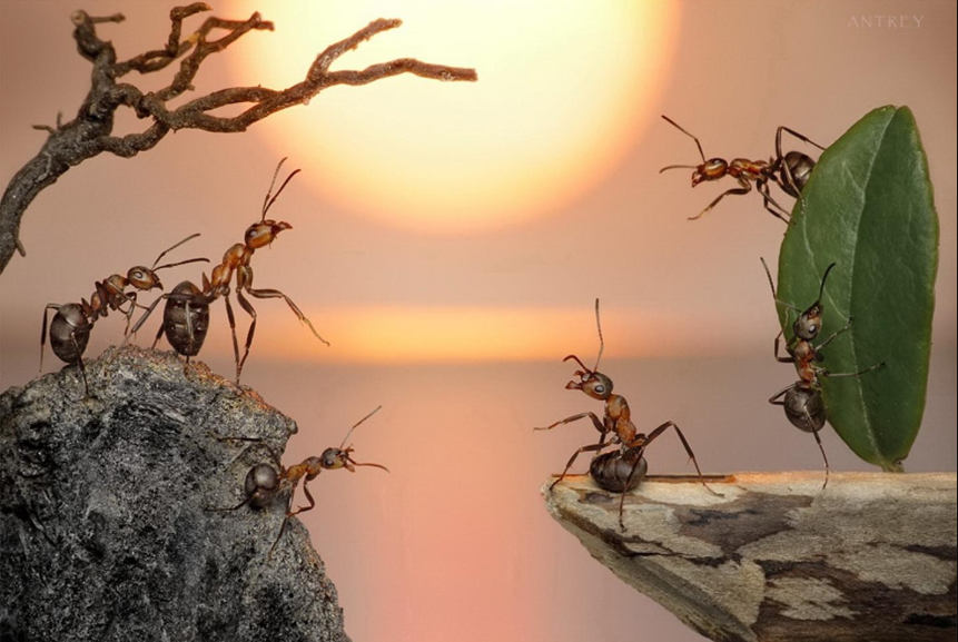 No momento, você está visualizando Trabalho em Equipe: Dicas para produtividade